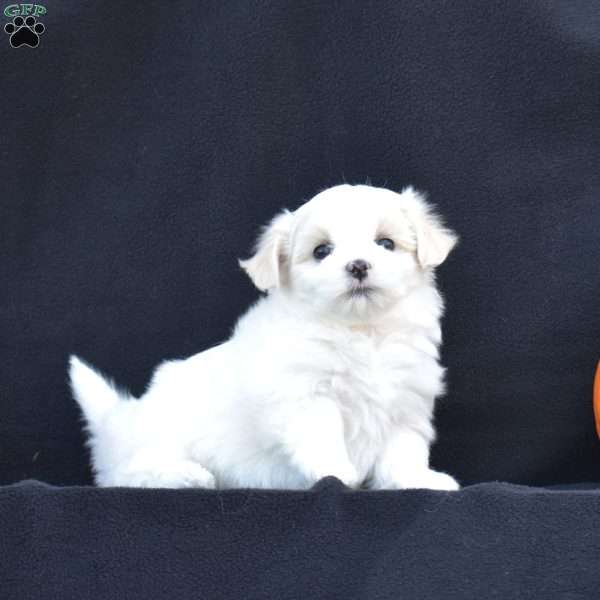Kinsley, Maltese Puppy
